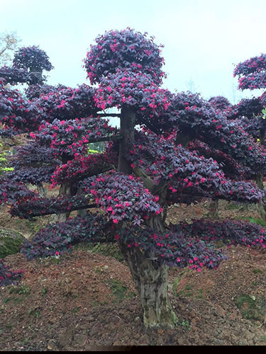 造型紅花繼木樁