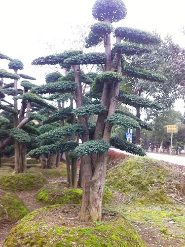 小葉女貞造型樹