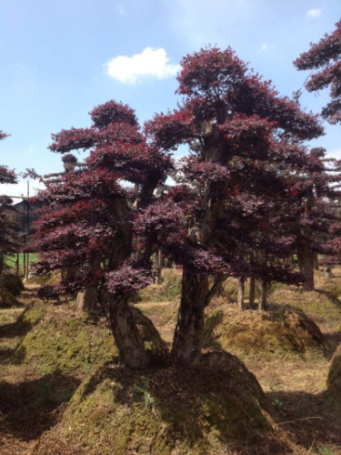 造型紅花繼木樁