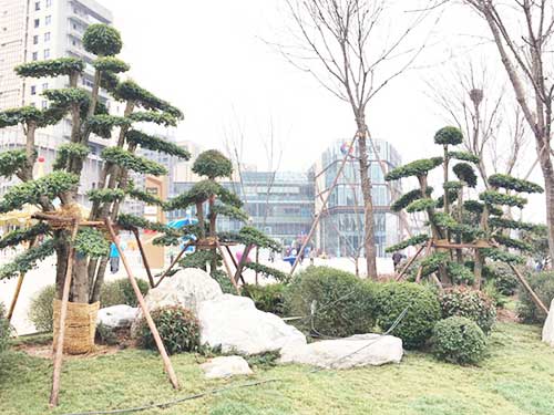 瀏陽造型花木有限公司,瀏陽紅花繼木和羅漢松,瀏陽小葉女貞和榆樹,欏木石楠和桂花哪里的好